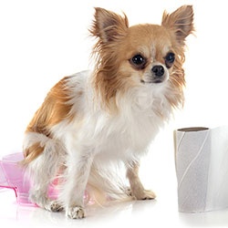 How To Detect And Treat Whipworm In Your Dog